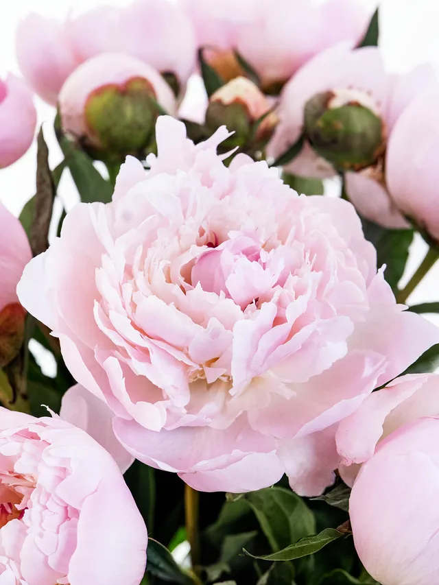 blumigo-pfingstrosen-alertie-rosa-schnittblumen-geschlossen image 1
