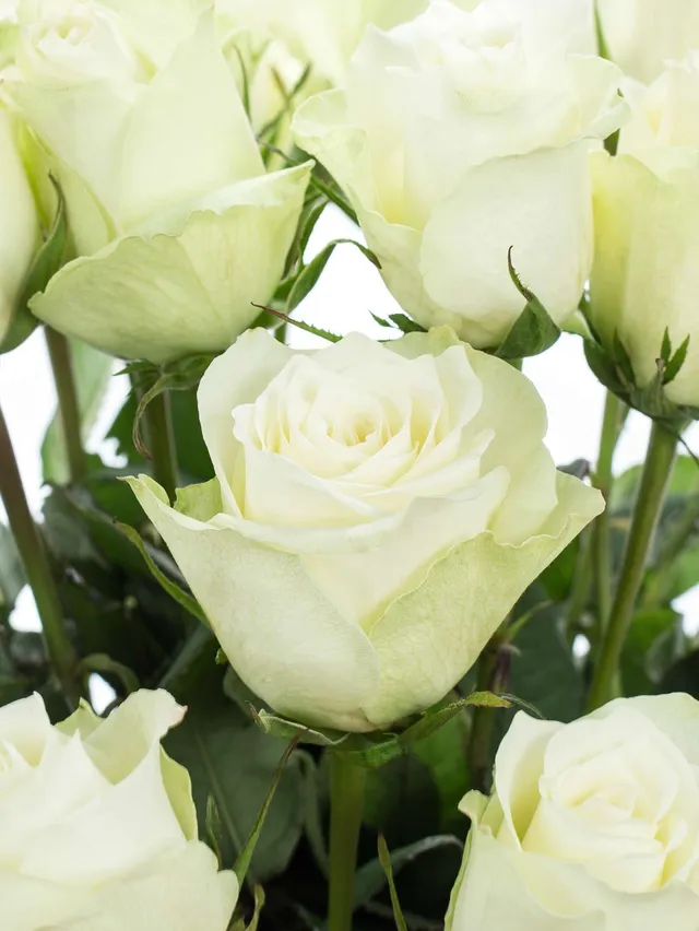 blumigo-rosen-athena-wei-e-schnittrose-elegante-vase image 1