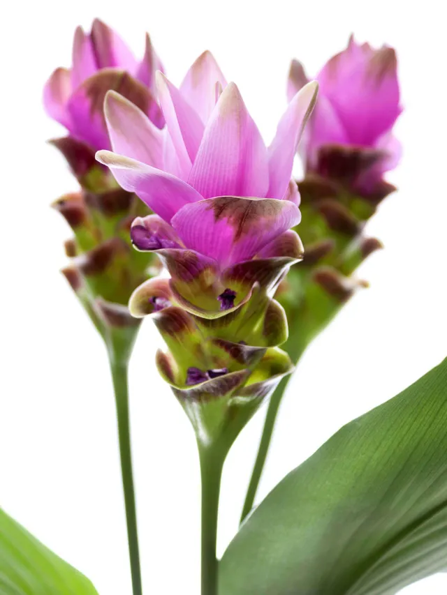 blumigo-kurkuma-siam-shadow-pink-schnittblume-stiel image 1