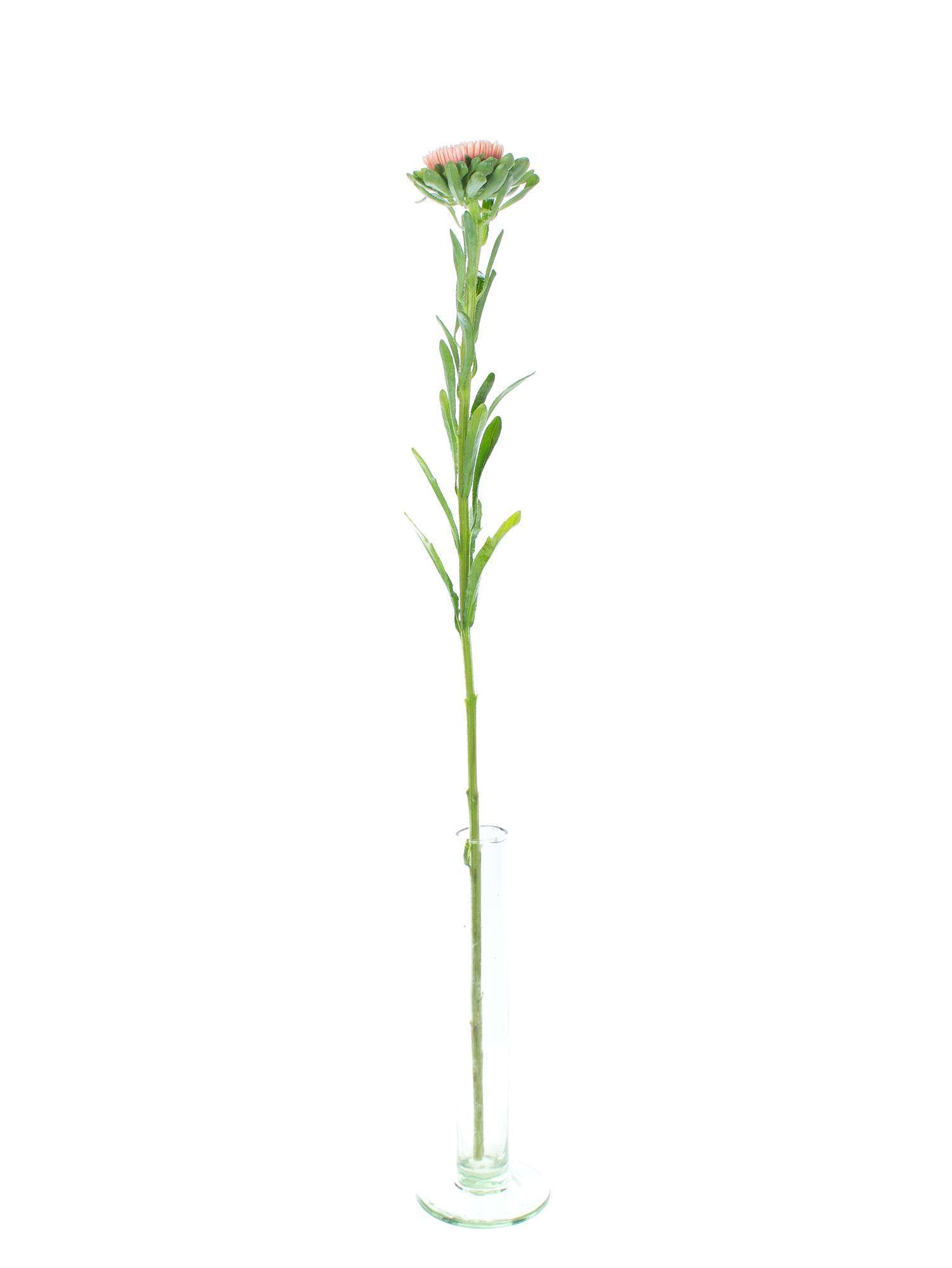 blumigo-herbstdeko-sommerastern-schnittblumen-aprikot image 3