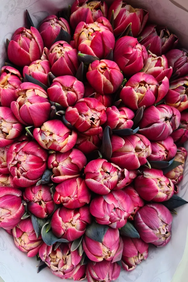 blumigo-tulpen-paint-bohemian-schnittblumen-pink-gef-llt image 1