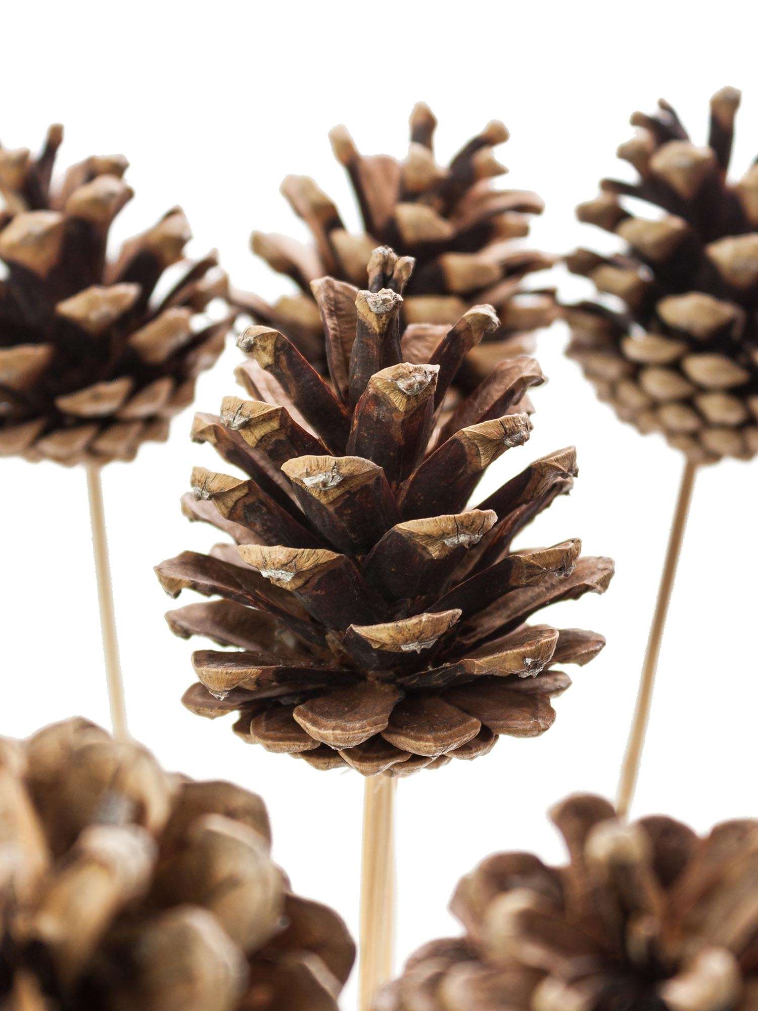 blumigo-herbstdeko-zapfen-am-stab-natur-dekostecker image 1