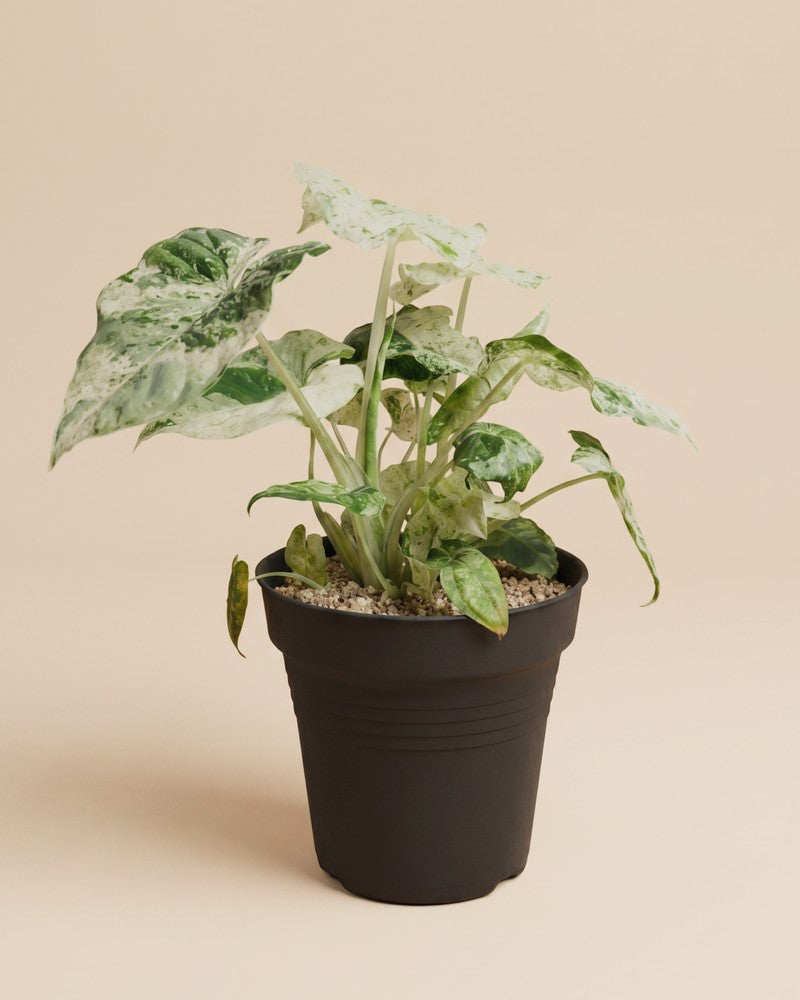 feey-alocasia-macrorrhiza-splash-elefantenohr image 3
