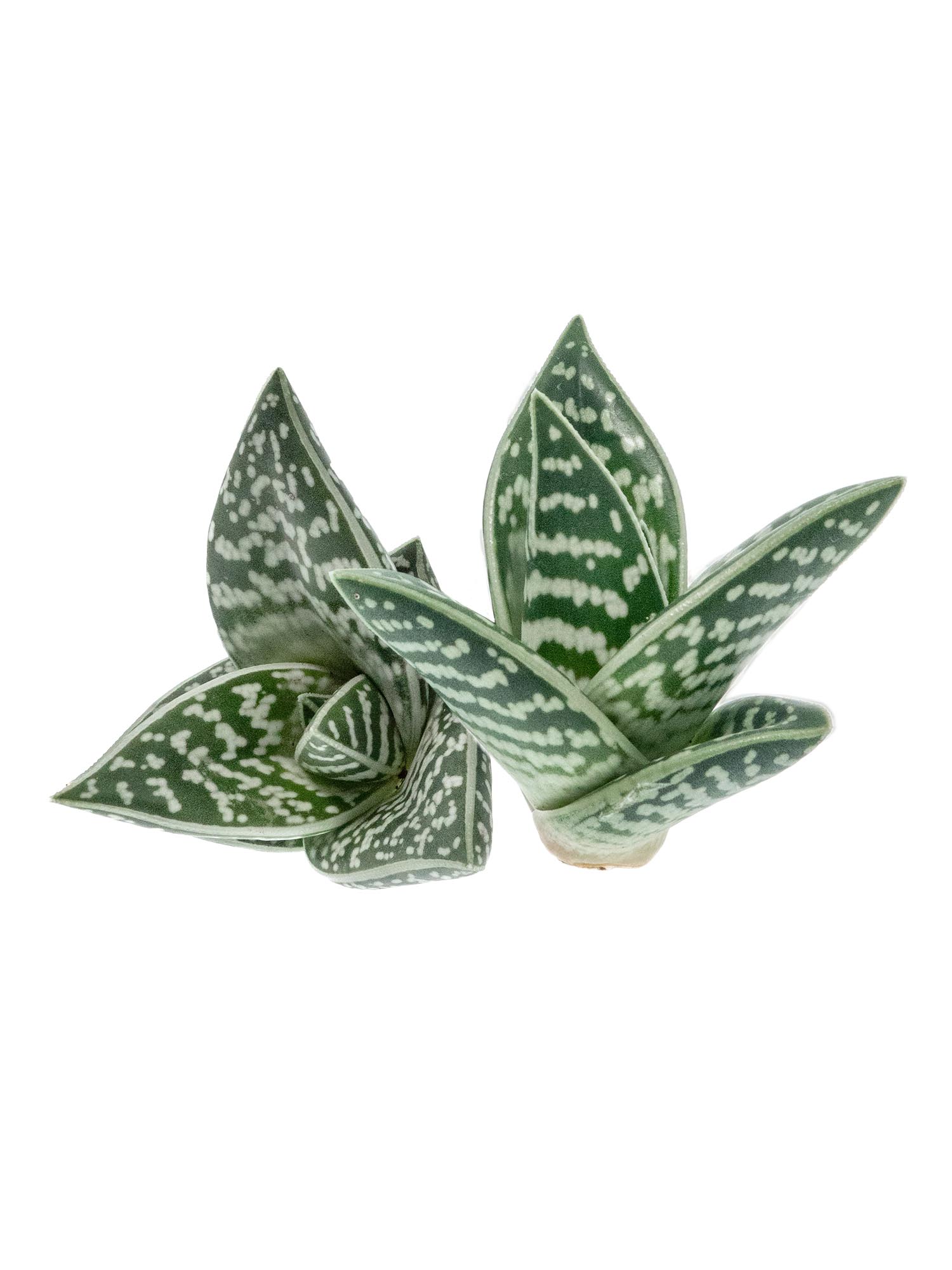 blumigo-aloe-variegata-sukkulente-gr-n-wei-panaschiert image 7