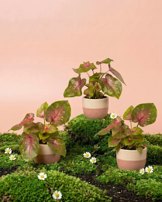feey-variado-baby-caladium-casey-3er-set-buntblatt-ohne-bertopf image 1