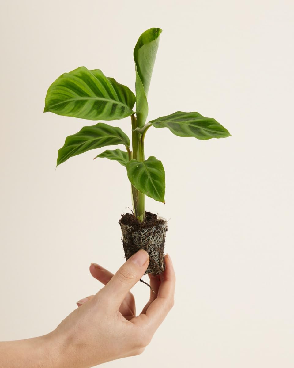 plnts-babyplnts-calathea-zebrina-zimmerpflanze-15-cm-gebetspflanze image 2