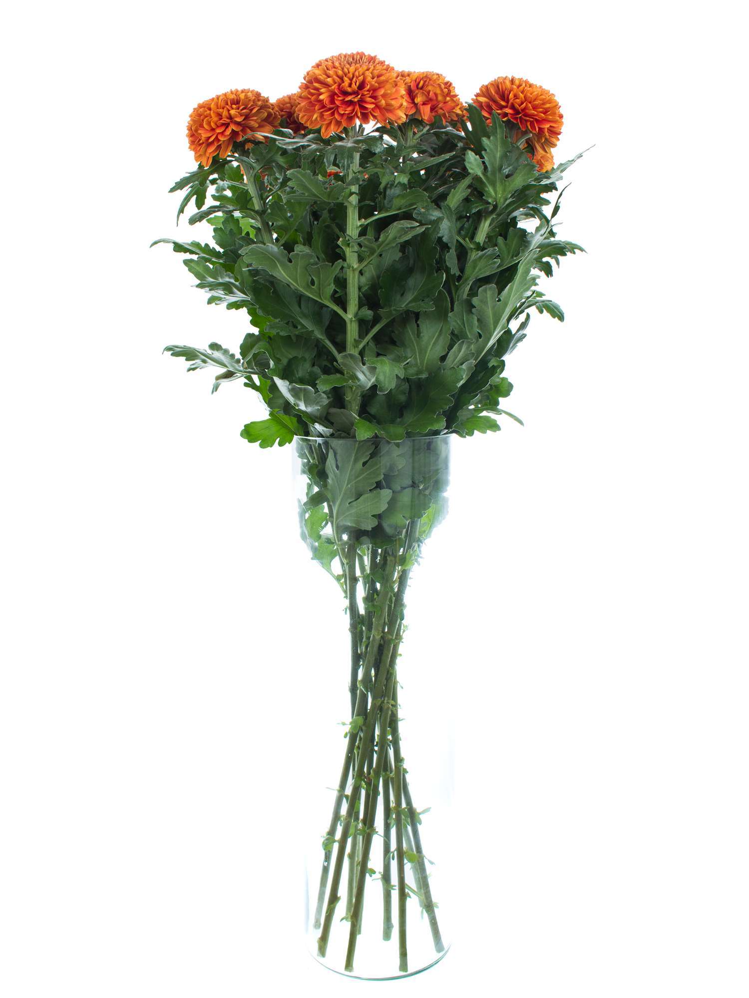 blumigo-chrysanthemen-paladov-dark-orange-schnittblume image 2
