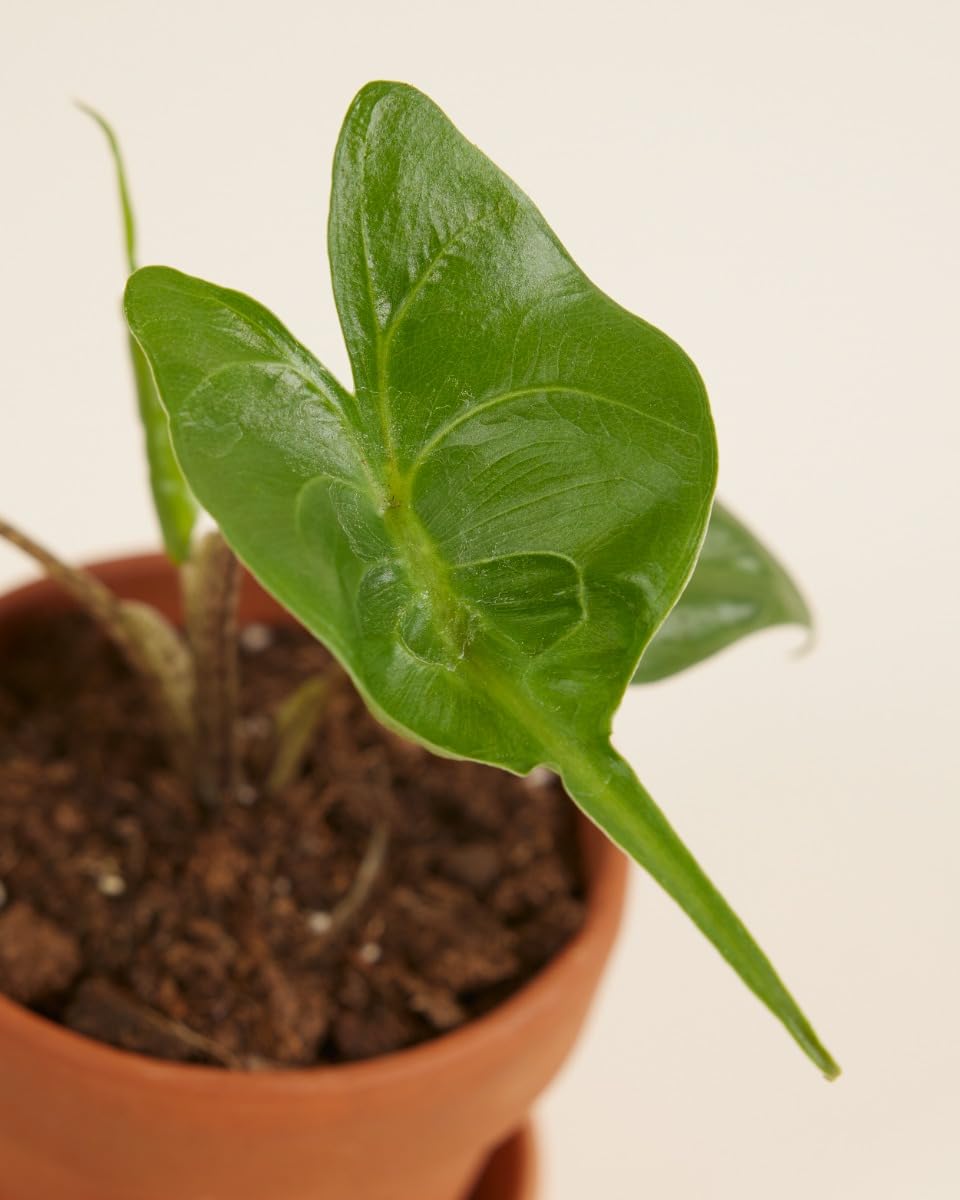 plnts-babyplnts-baby-alocasia-stingray-zimmerpflanze-25-cm image 3