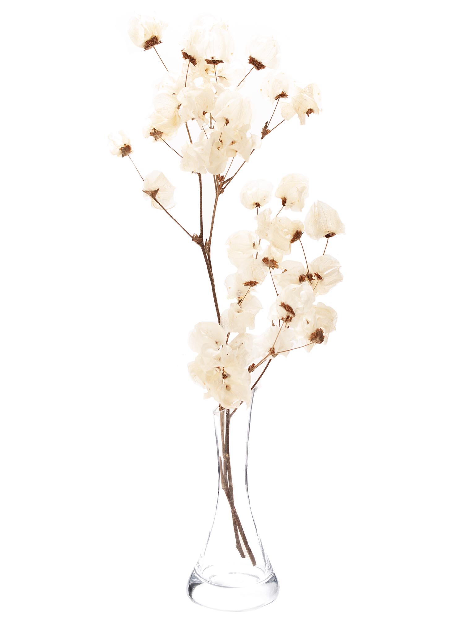 blumigo-trockenblumen-bougainvillea-drillingsblume-wei-gebleicht image 3