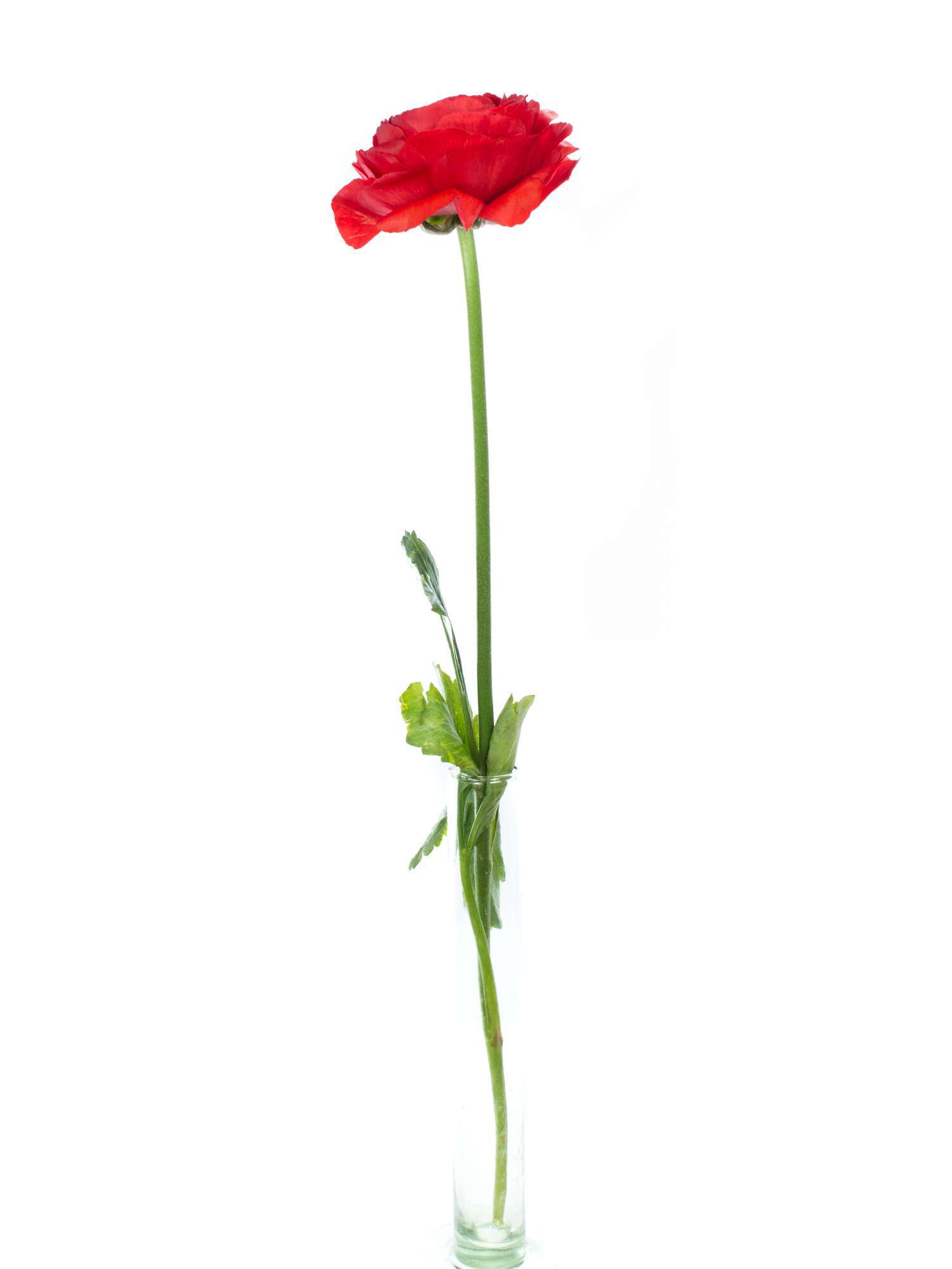 blumigo-cloni-tango-ranunkeln-xl-rot-schnittblumen image 3