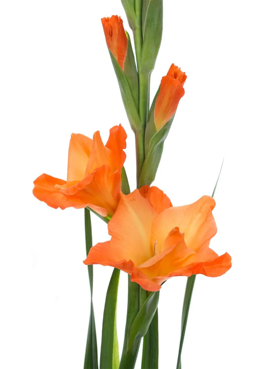 blumigo-royal-class-gladiole-orange image 1