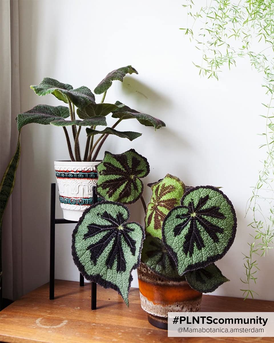 plnts-rareplnts-begonia-masoniana-zimmerpflanze-20-cm-eisenkreuz image 4