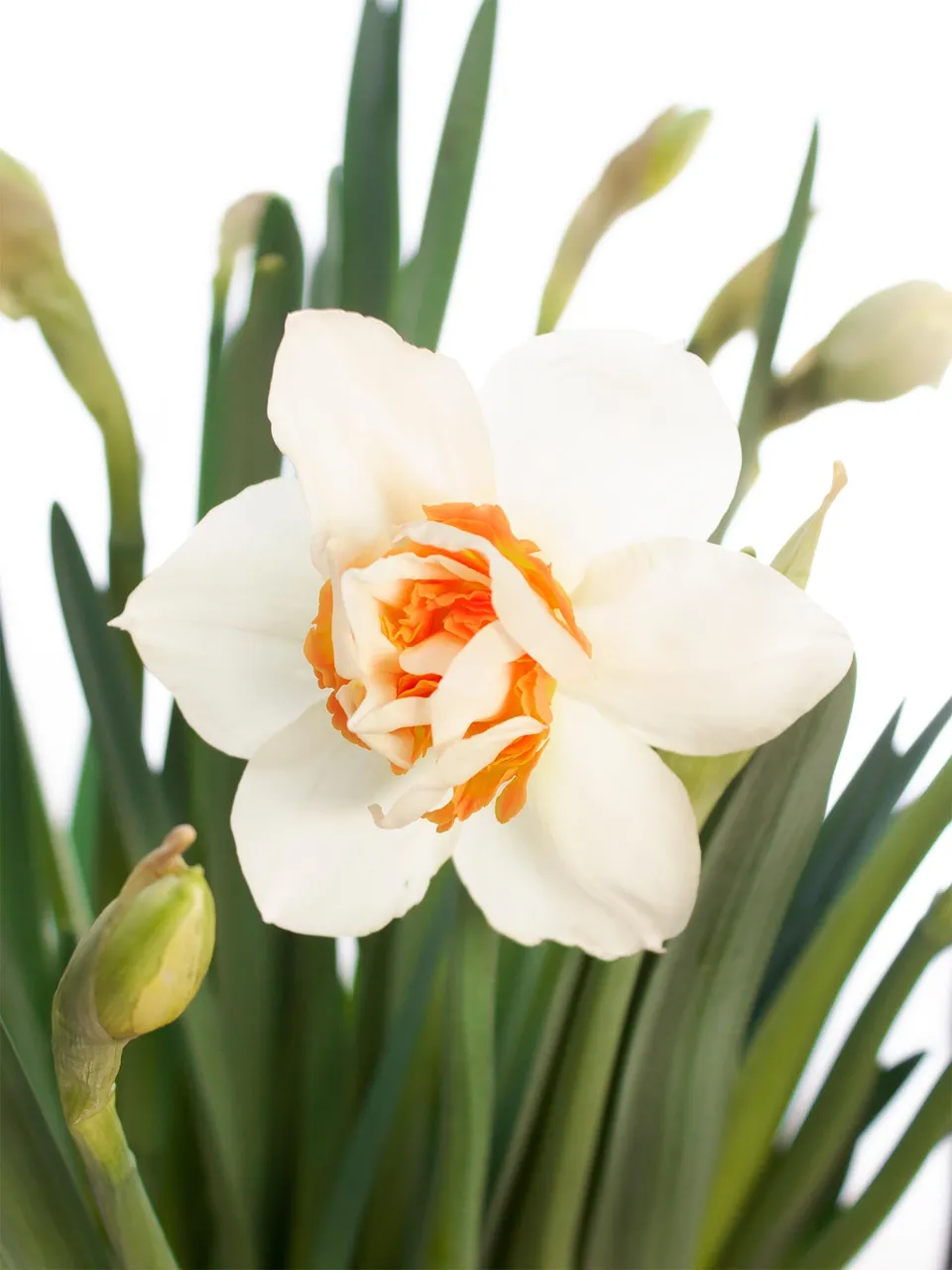blumigo-fr-hlingsknollen-wedding-bell-narzissen-wei-orange image 1