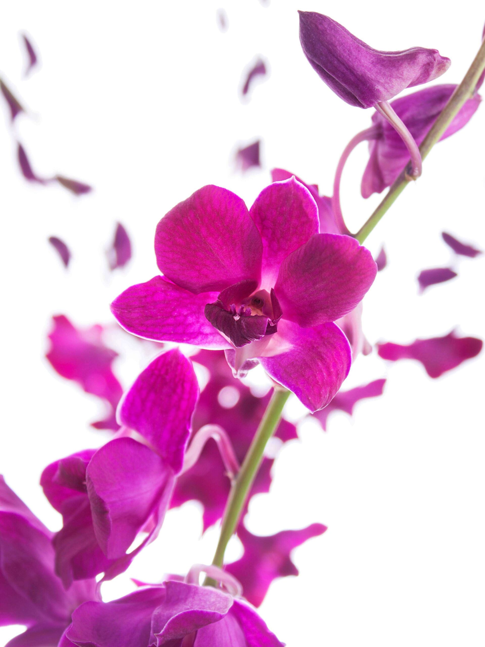 blumigo-dendrobium-pink-orchidee-einzelstiel image 1