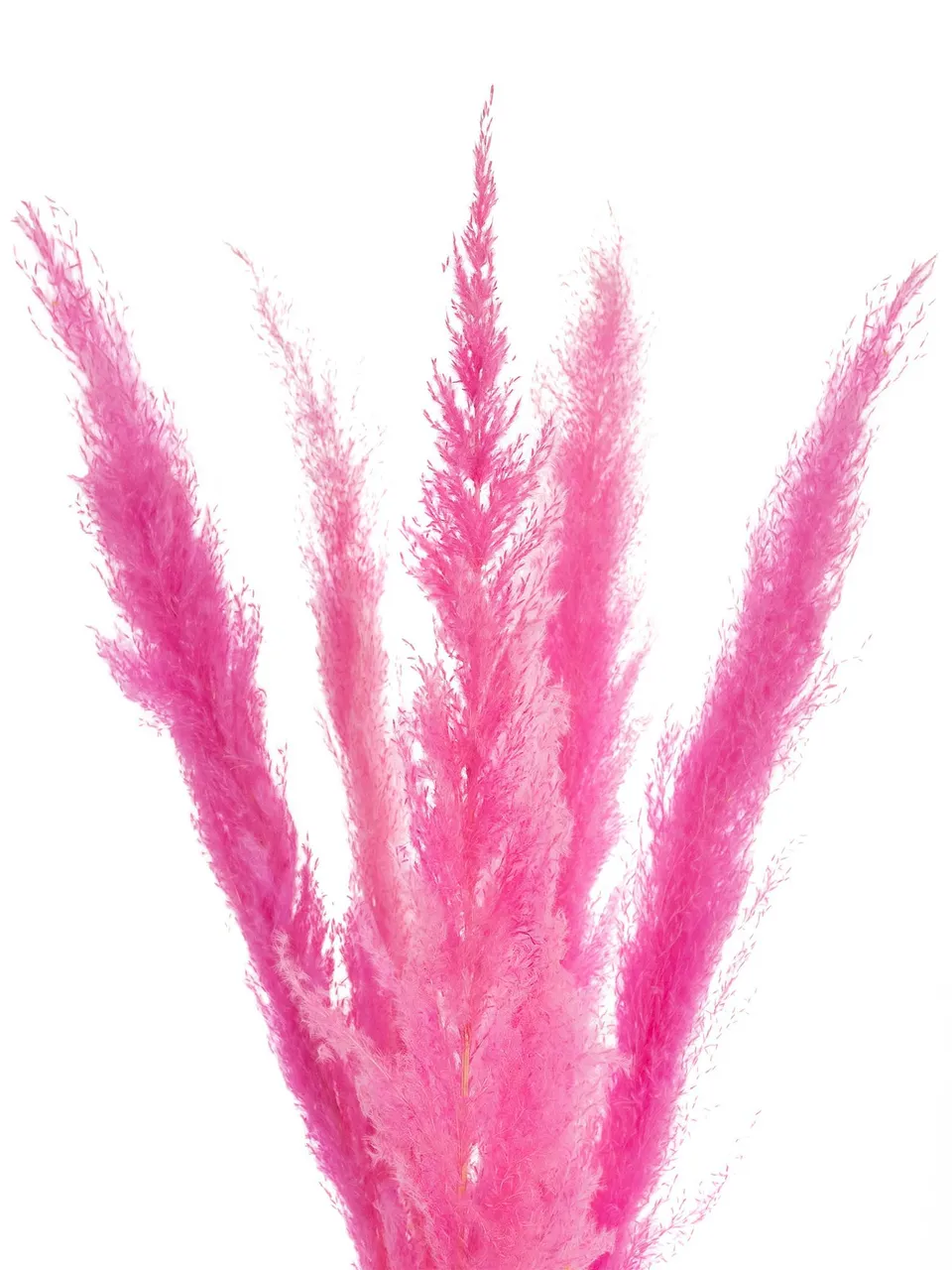 blumigo-pampasgras-getrocknet-pink-deko-wedel image 1