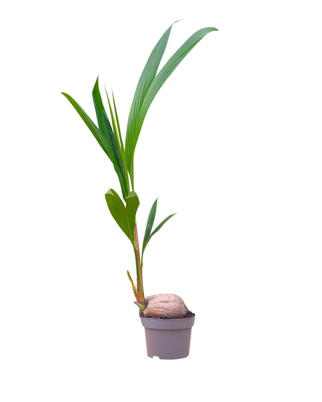 plnts-rareplnts-cocos-nucifera-kokospalme-21cm-85cm image 1