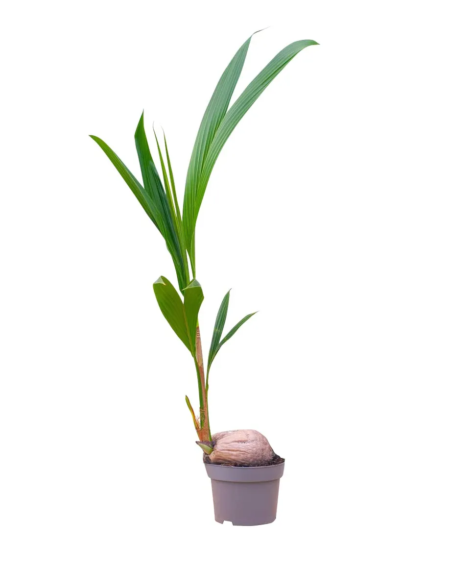 plnts-rareplnts-cocos-nucifera-kokospalme-21cm-85cm image 1