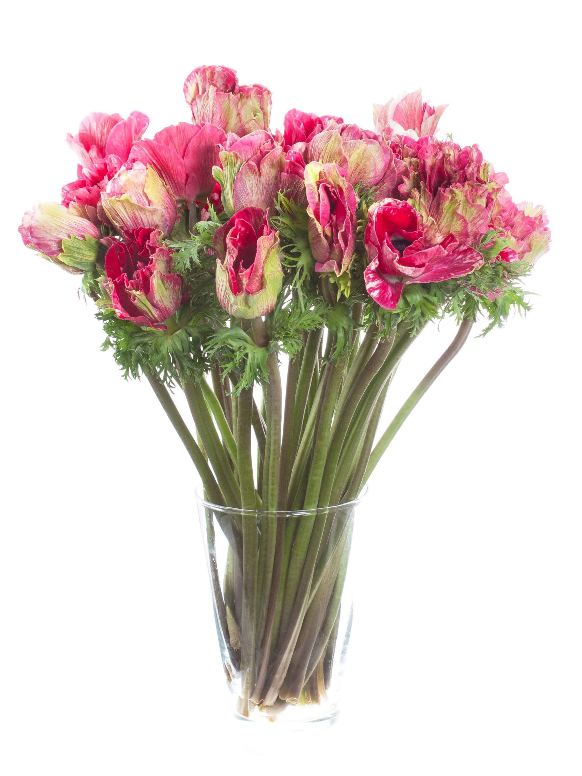 blumigo-anemonen-mistral-tigre-pink-wei-xl image 2
