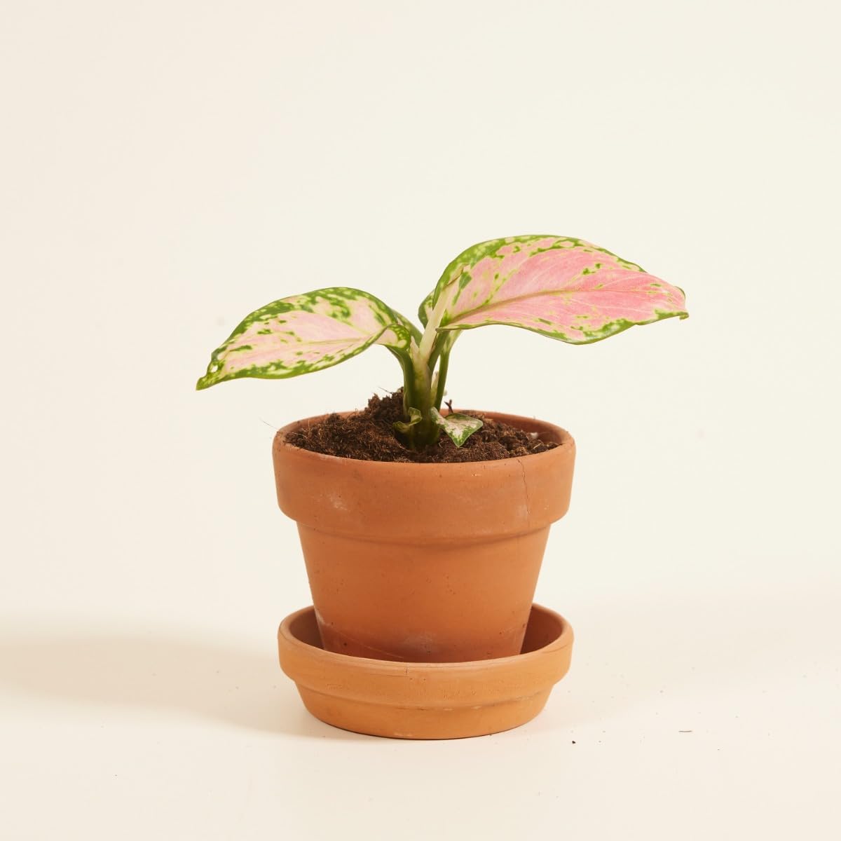 plnts-babyplnts-aglaonema-red-valentine-zimmerpflanze-15-cm image 6