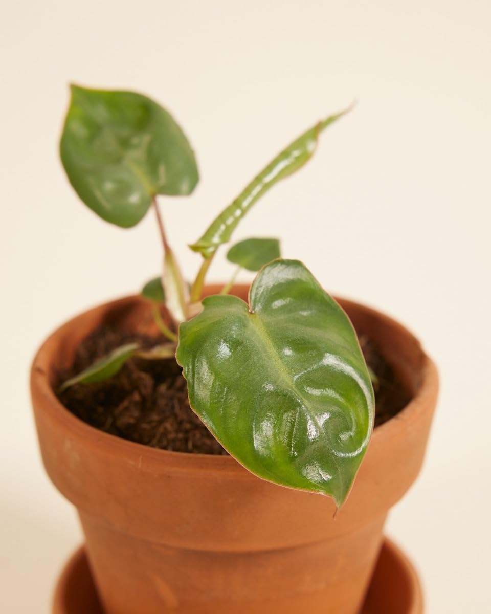 plnts-babyplnts-philodendron-billietiae-baby-4cm-10cm image 3