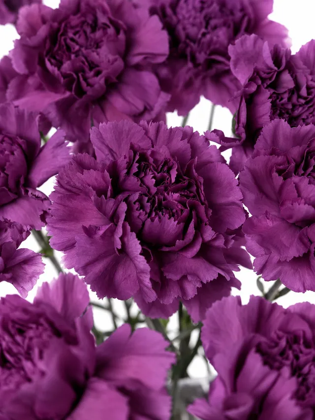 blumigo-nelken-cobalt-thrill-violett-schnittnelke image 1