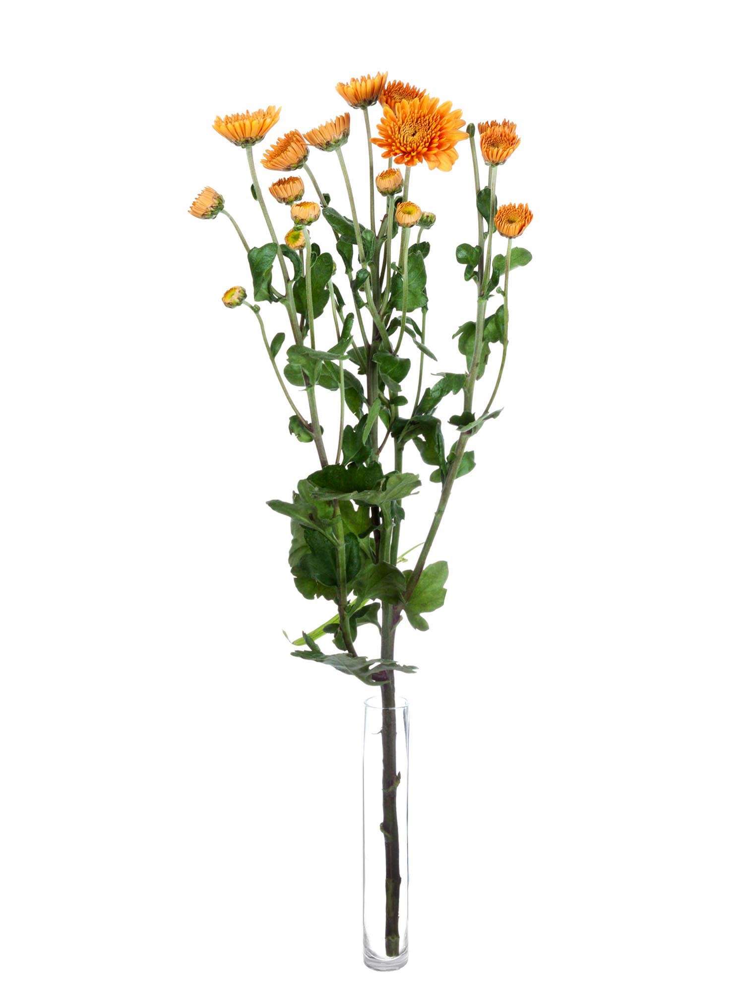 blumigo-herbstdeko-littleton-herbstaster-orange image 3