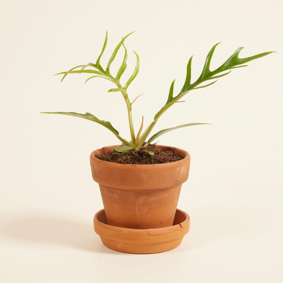 plnts-babyplnts-philodendron-tortum-zimmerpflanze-10-cm image 6