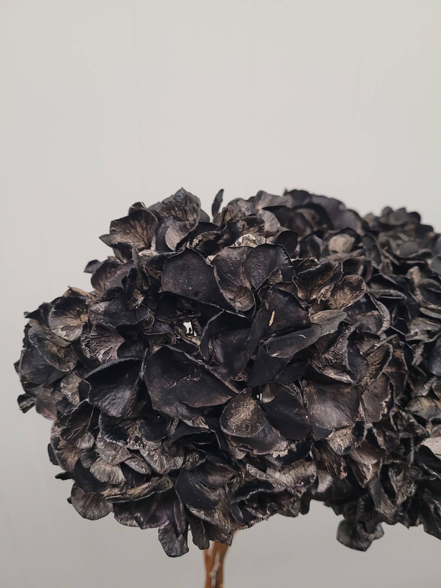 blumigo-hortensie-trockenblume-schwarz-getrocknet image 5