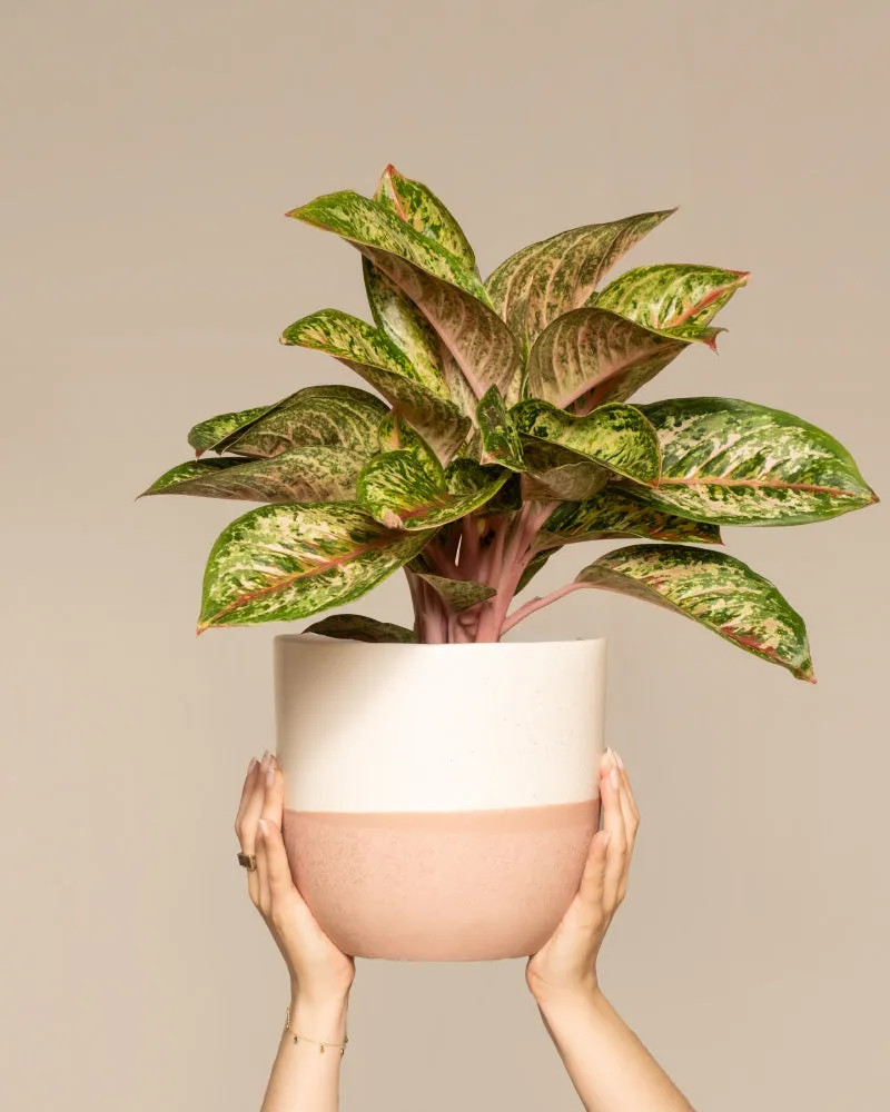 feey-variado-aglaonema-painted-celebration-zimmerpflanze-bunt image 1