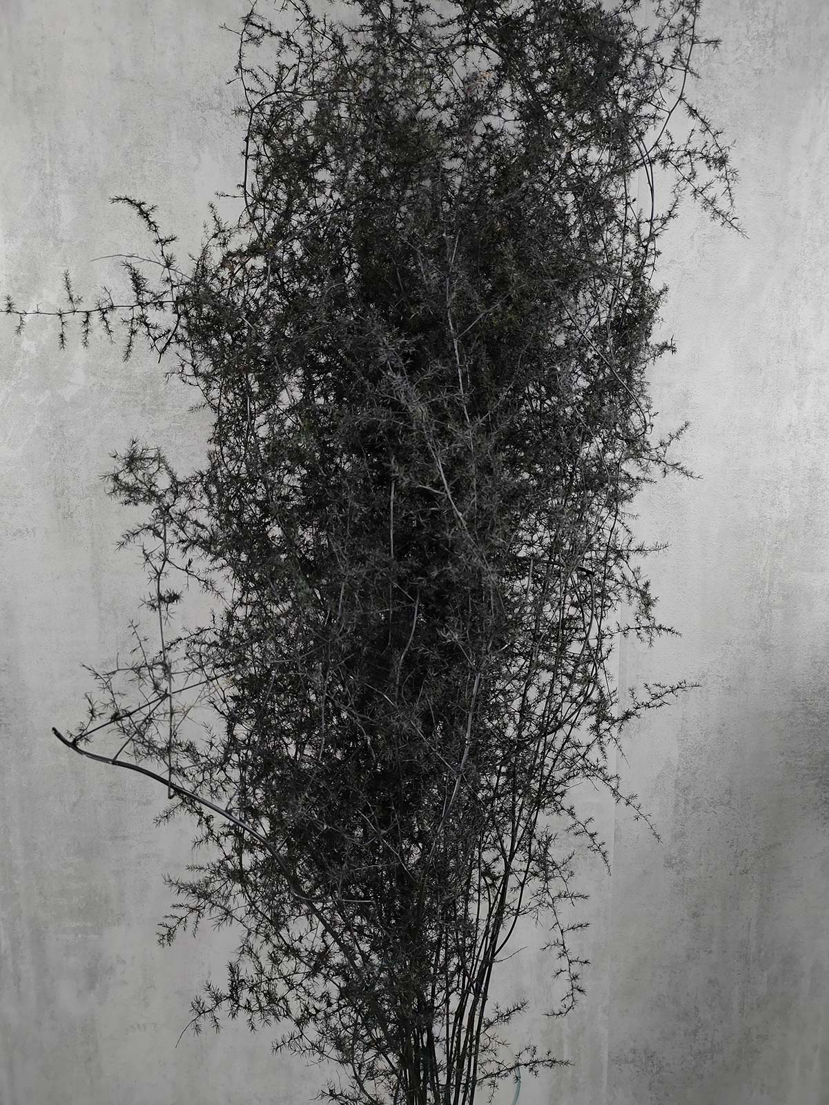 blumigo-asparagus-wild-nature-painted-schnittgr-n-schwarz image 3