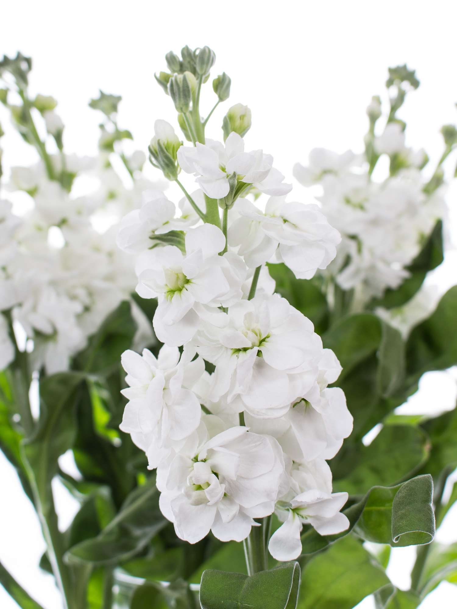 blumigo-levkojen-centrum-white-schnittblume-wei-duft image 1
