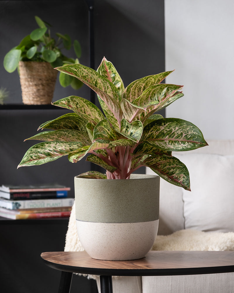 feey-variado-aglaonema-painted-celebration-zimmerpflanze-bunt image 4