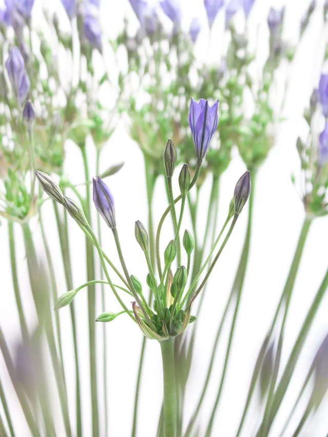 blumigo-blattwerk-sternblume-brodiaea-blues-schnittblume-blau image 1