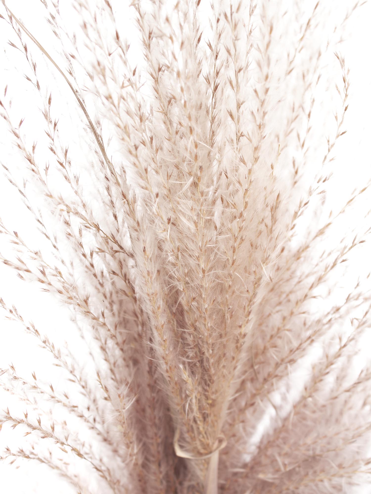 blumigo-trockenblumen-miscanthus-trockengras-natur image 4