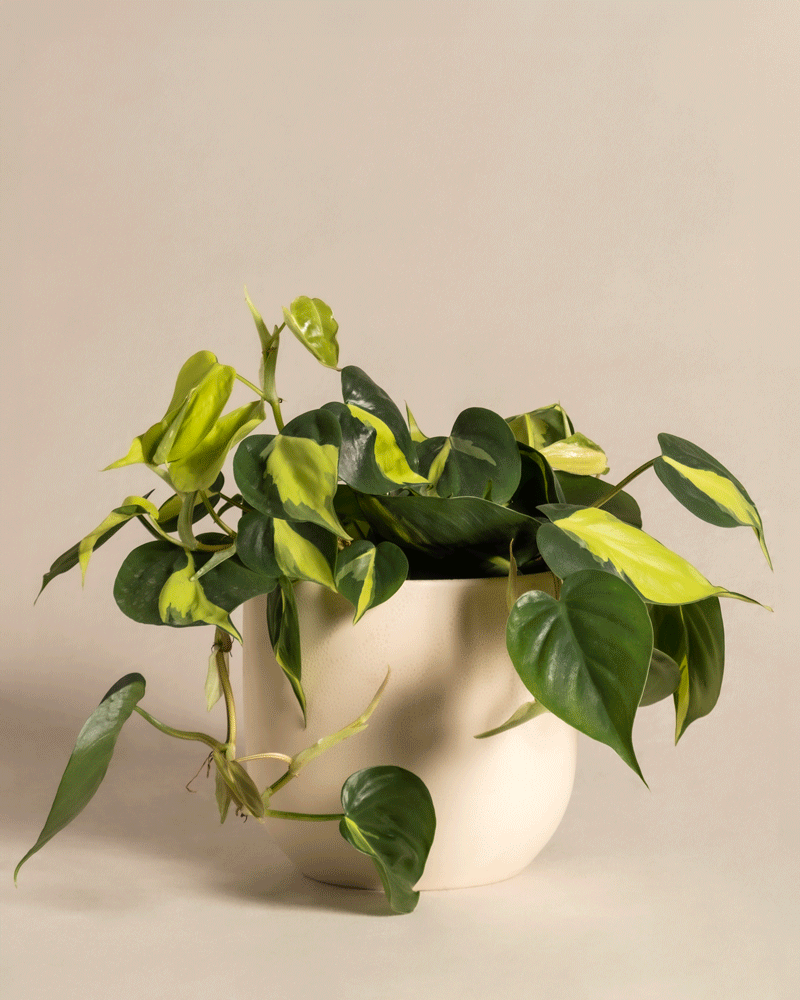 feey-variado-philodendron-scandens-brasil-h-ngepflanze-pflegeleicht image 6