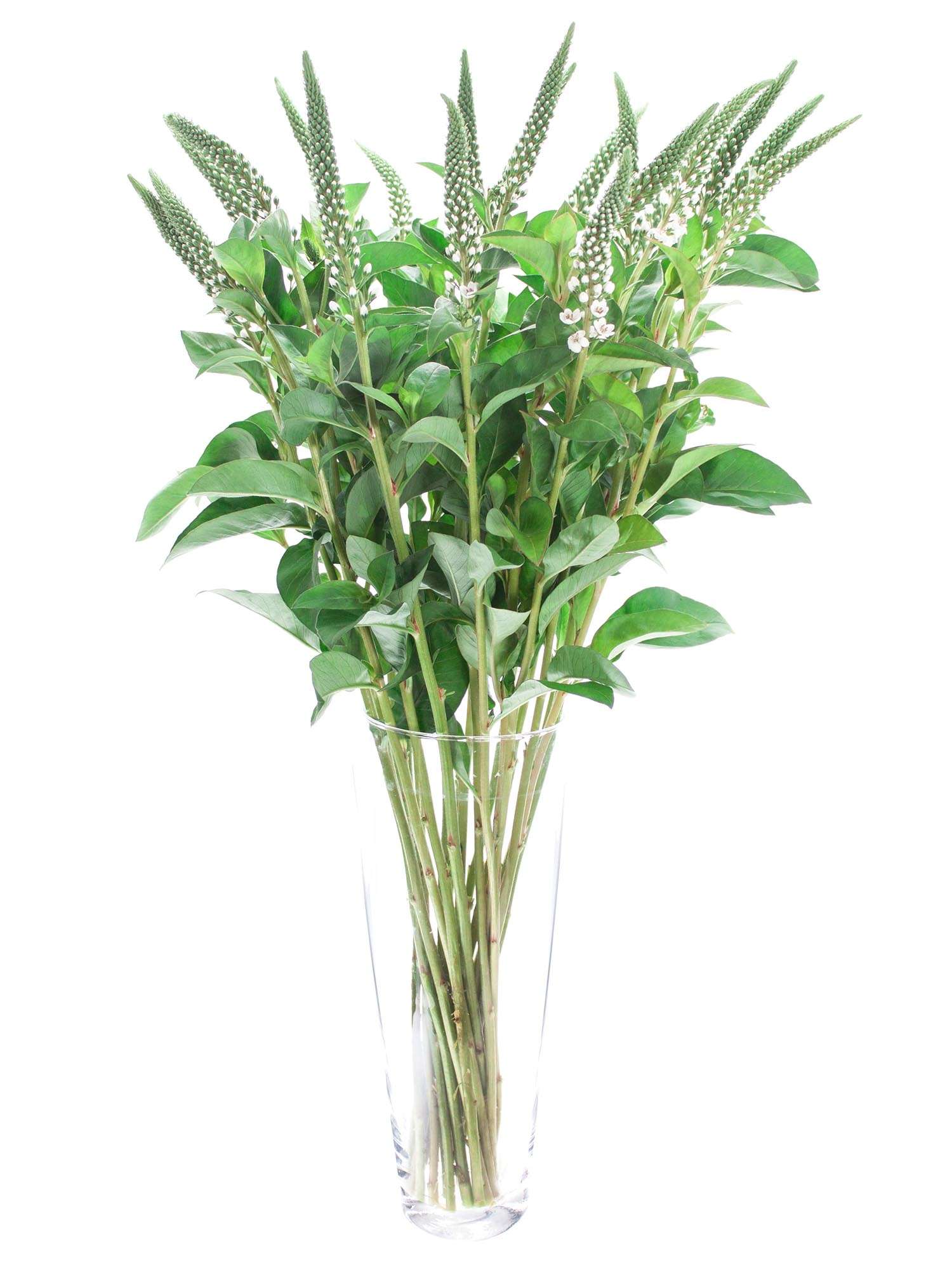 blumigo-lysimachia-elisabeth-wei-es-bindegr-n-bund image 2