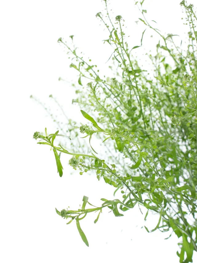 blumigo-blattwerk-hirtent-schelkraut-green-bell-gr-n-bindegr-n image 1