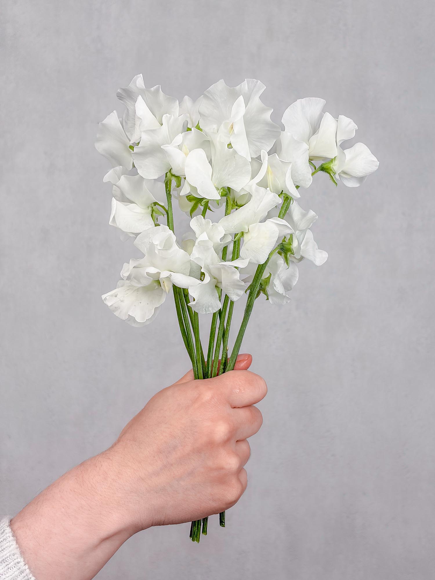blumigo-wicken-sunshine-white-wei-e-schnittblume image 2