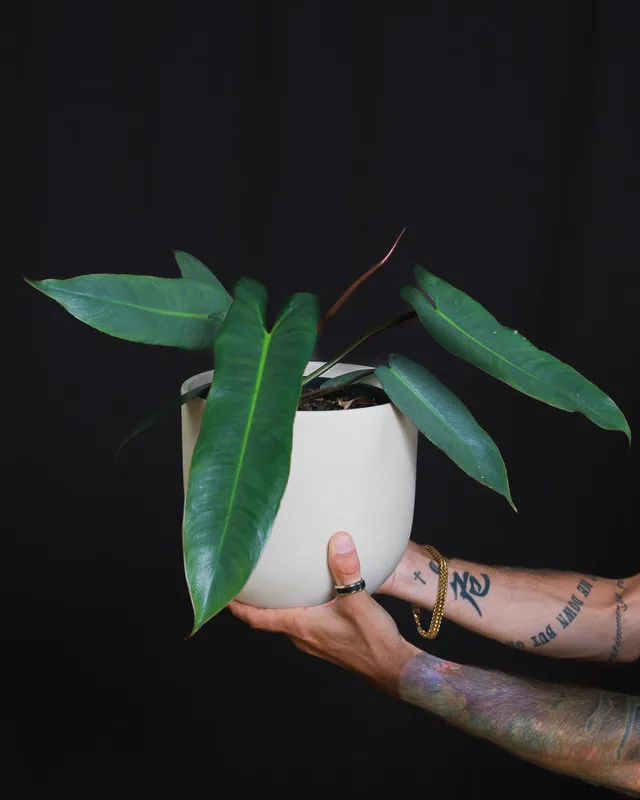 feey-variado-philodendron-atabapoense-zimmerpflanze-rar image 1