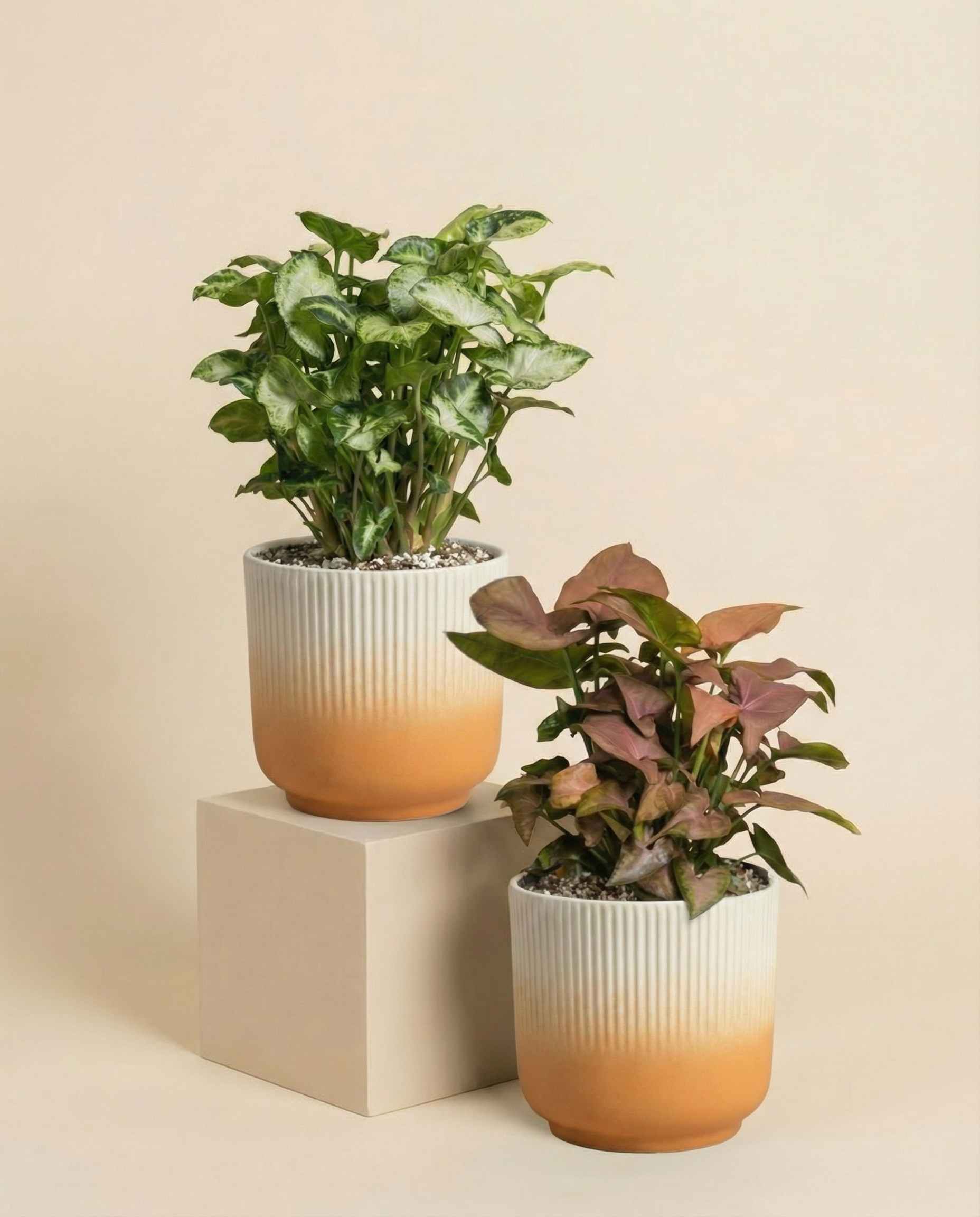 feey-variado-syngonium-duo-zimmerpflanzen-2er-set-ohne-bertopf image 7