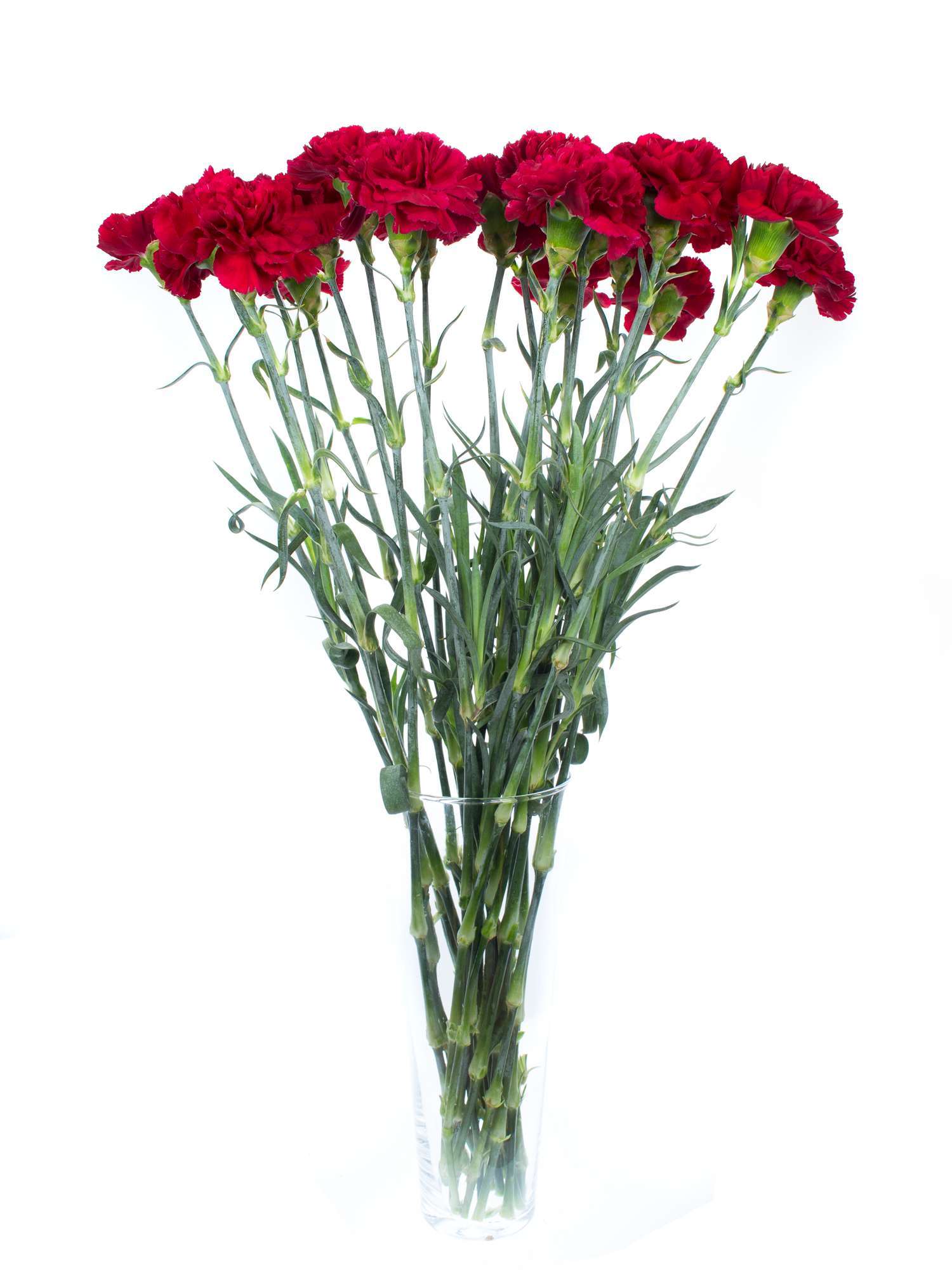 blumigo-edelnelken-crimson-tempo-schnittblumen-dunkelrot image 2