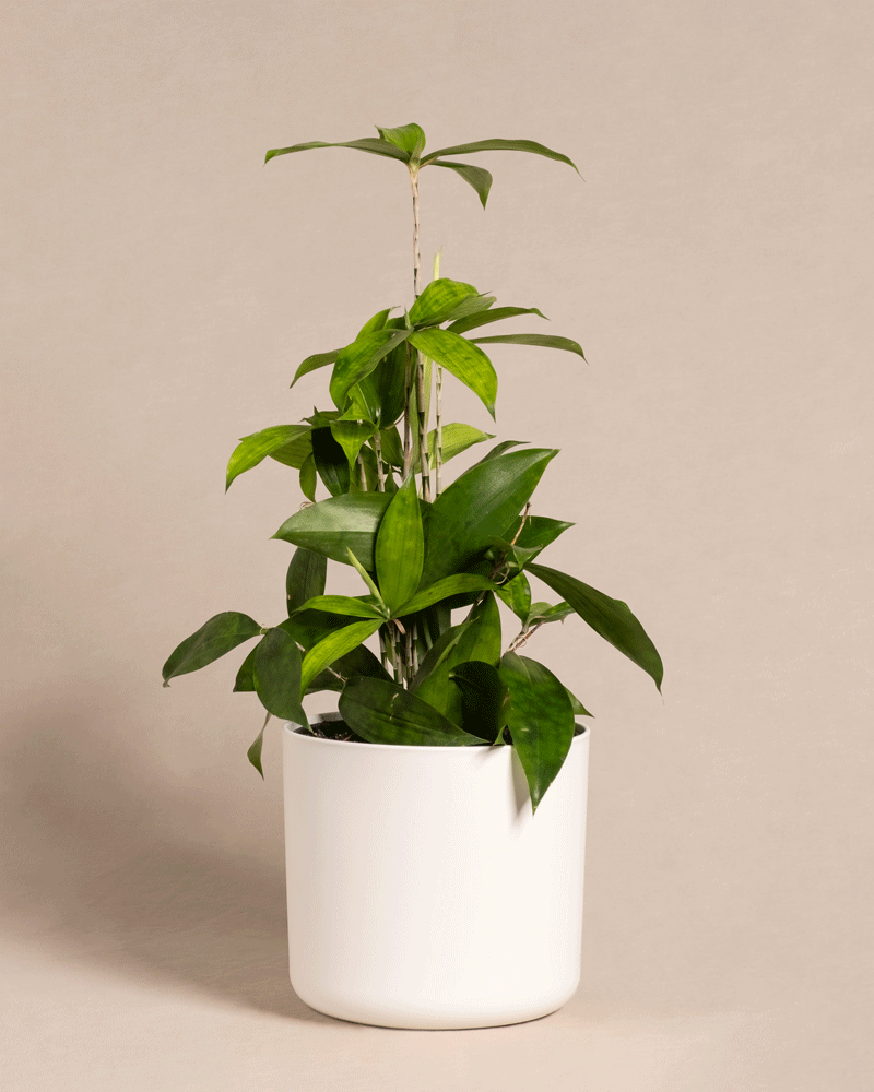 feey-dracaena-surculosa-drachenbaum-klein-ohne-bertopf image 6