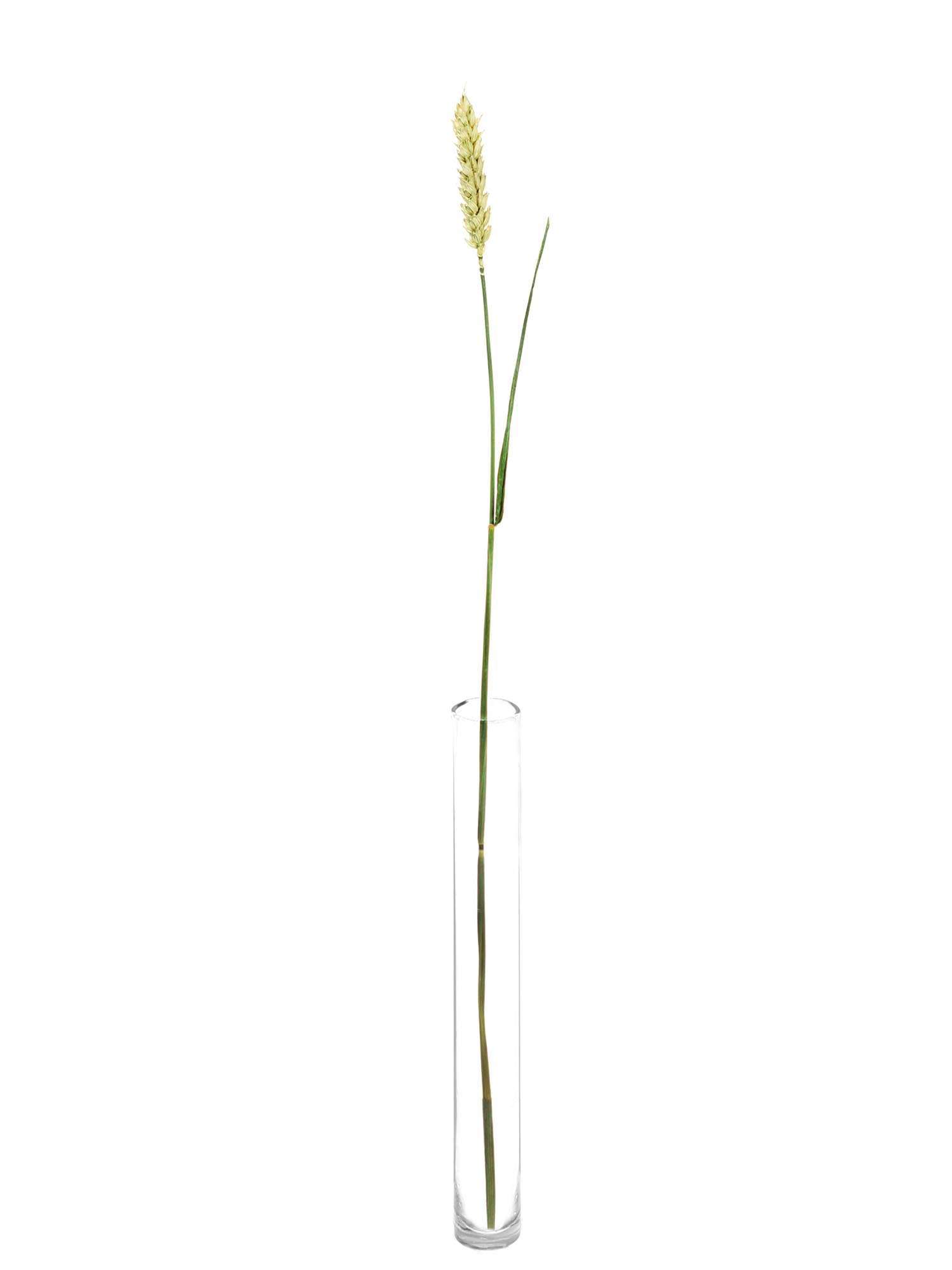 blumigo-trockenblumen-weizen-trockenblume-braun-gelb image 3