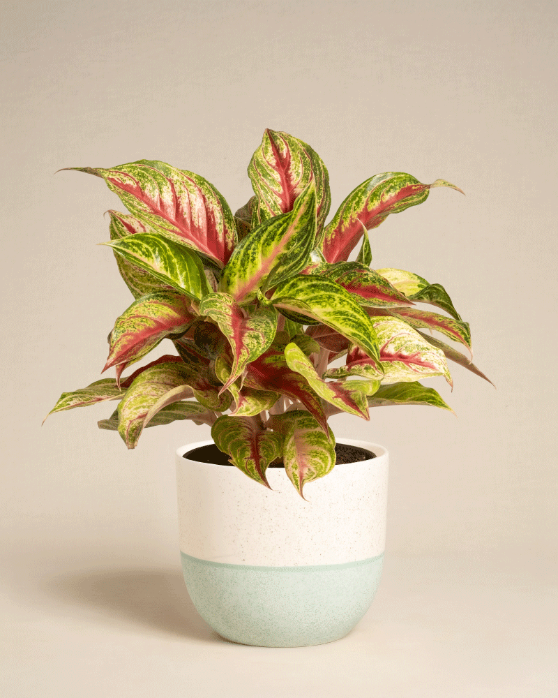 feey-variado-aglaonema-siam-violet-zimmerpflanze-topf-18 image 7