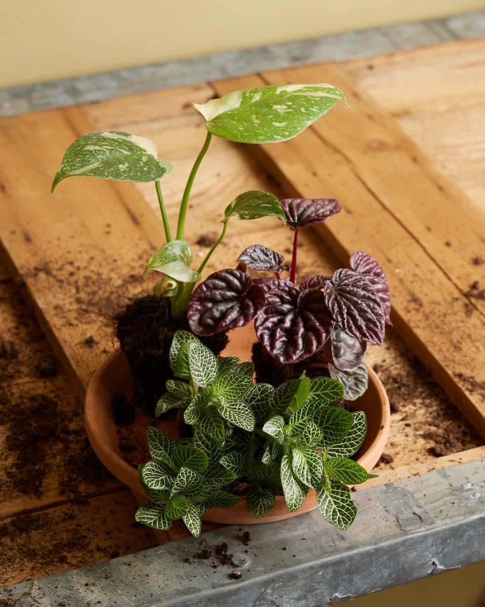 plnts-babyplnts-fittonia-verschaffeltii-10cm-silbernetz image 5