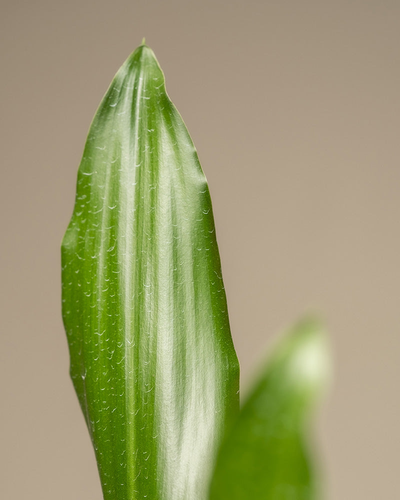 feey-variado-drachenbaum-zimmerpflanze-gro-ohne-bertopf-70cm image 8
