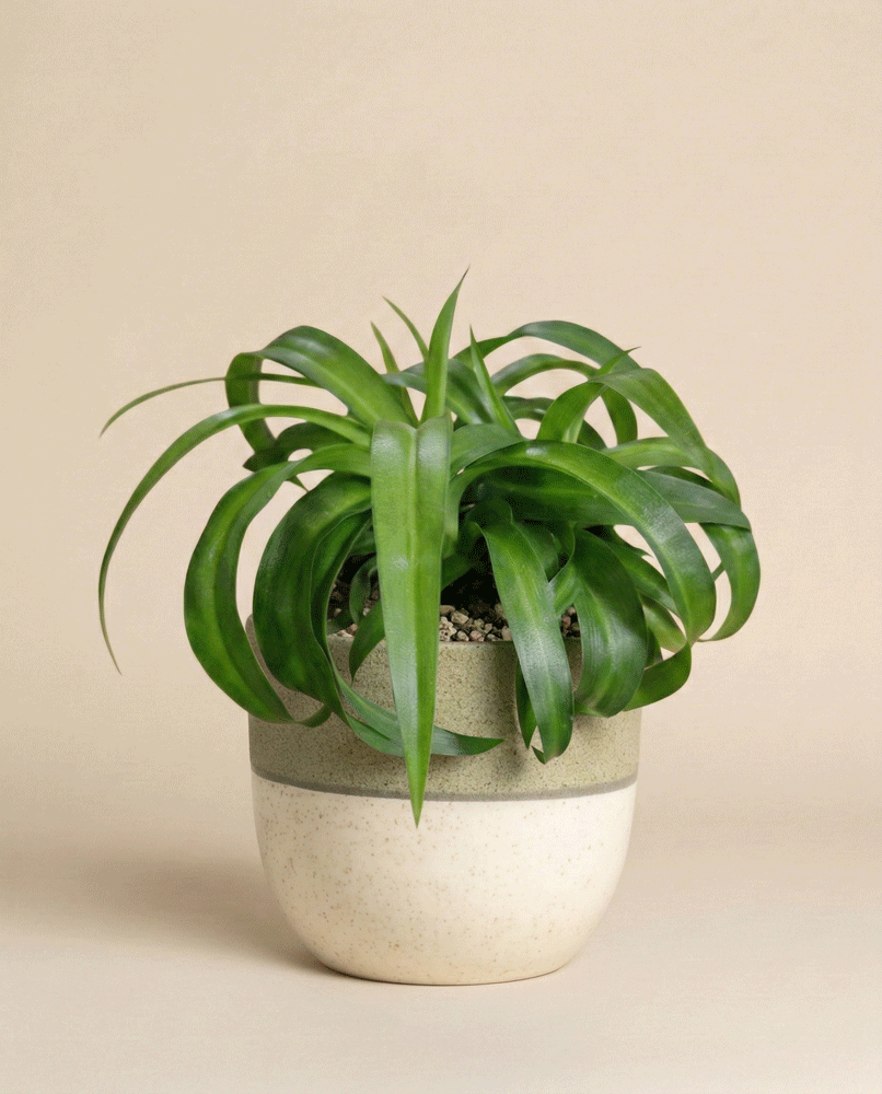 feey-variado-green-bonnie-gr-nlilie-tierfreundlich-ohne-topf image 4