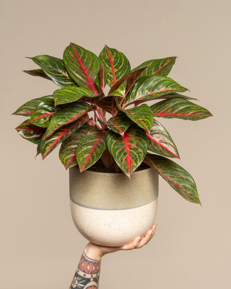 feey-variado-aglaonema-red-emerald-zimmerpflanze-topf-18 image 1