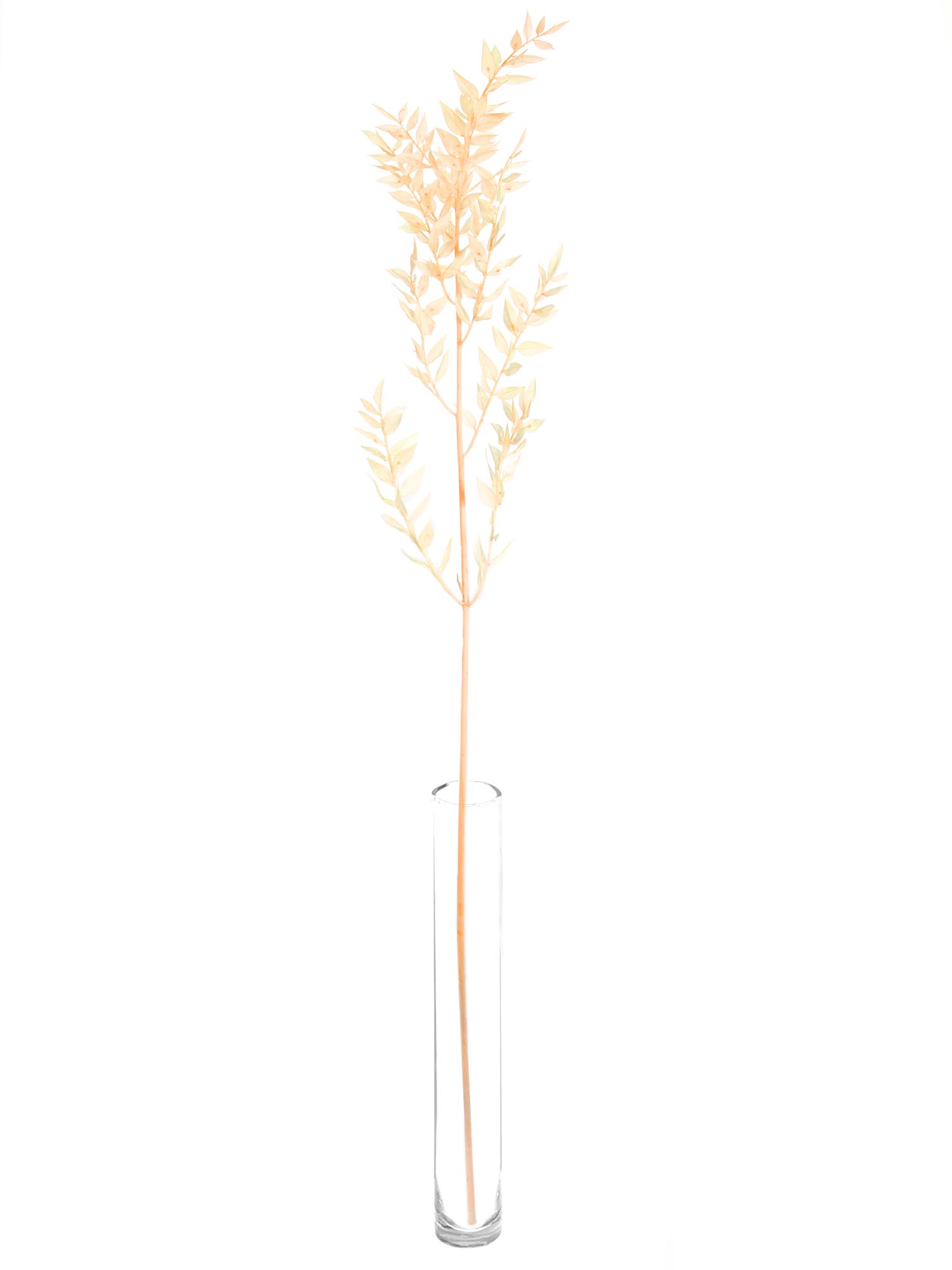 blumigo-trockenblumen-ruscus-m-usedorn-apricot image 3