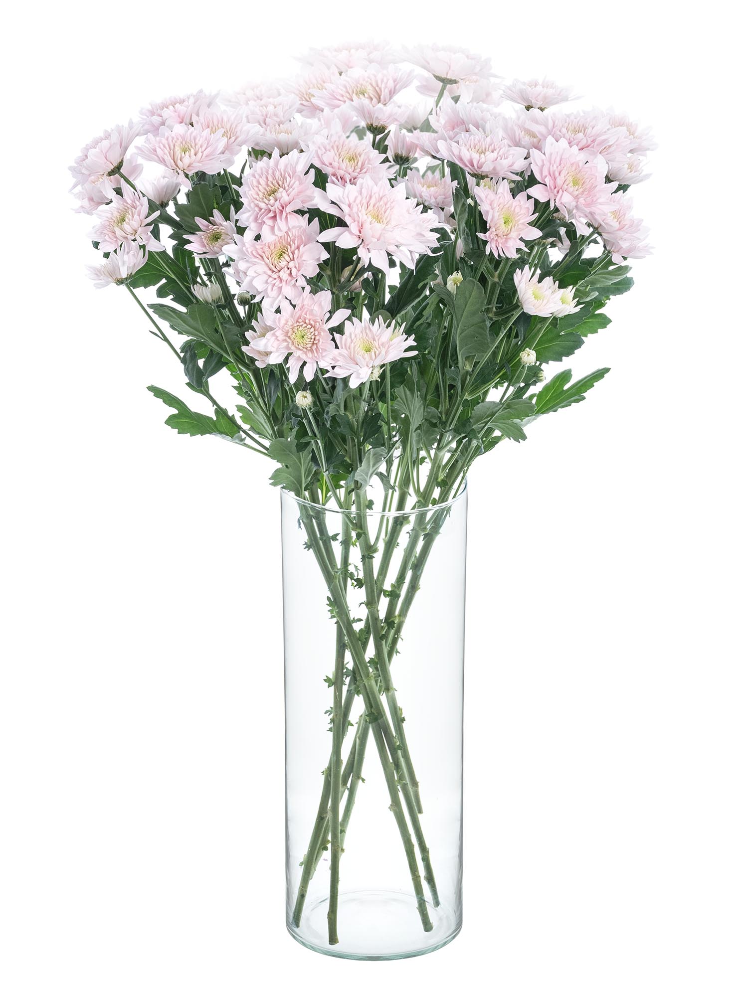 blumigo-glasvase-meike-zylinderform-vase image 3